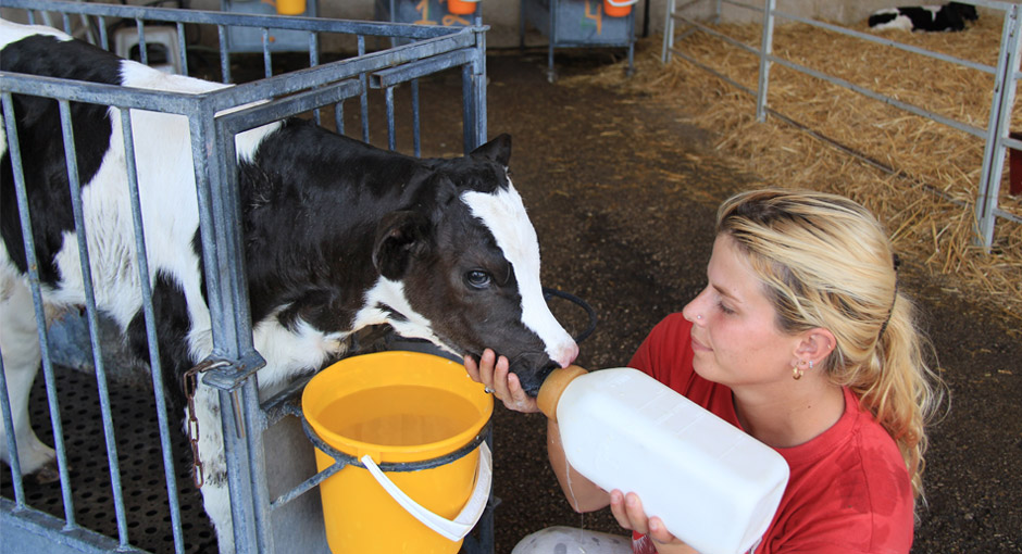 Dairy Farm