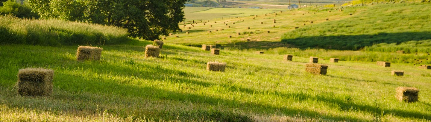 Sisal Baler