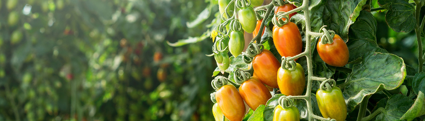 Tomato &#038; Vine Twine