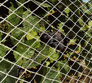 Vine Netting Homepage Picture