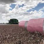 Two pink bales