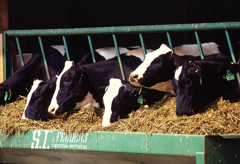 Holstein dairy cows