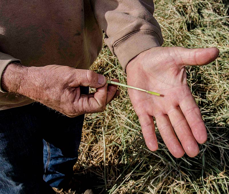 hay moisture