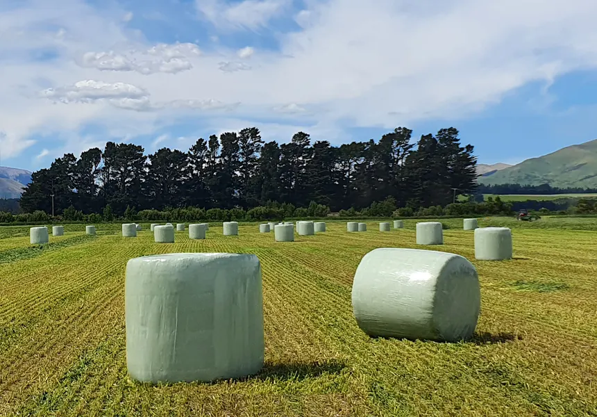 Silage bales in a field